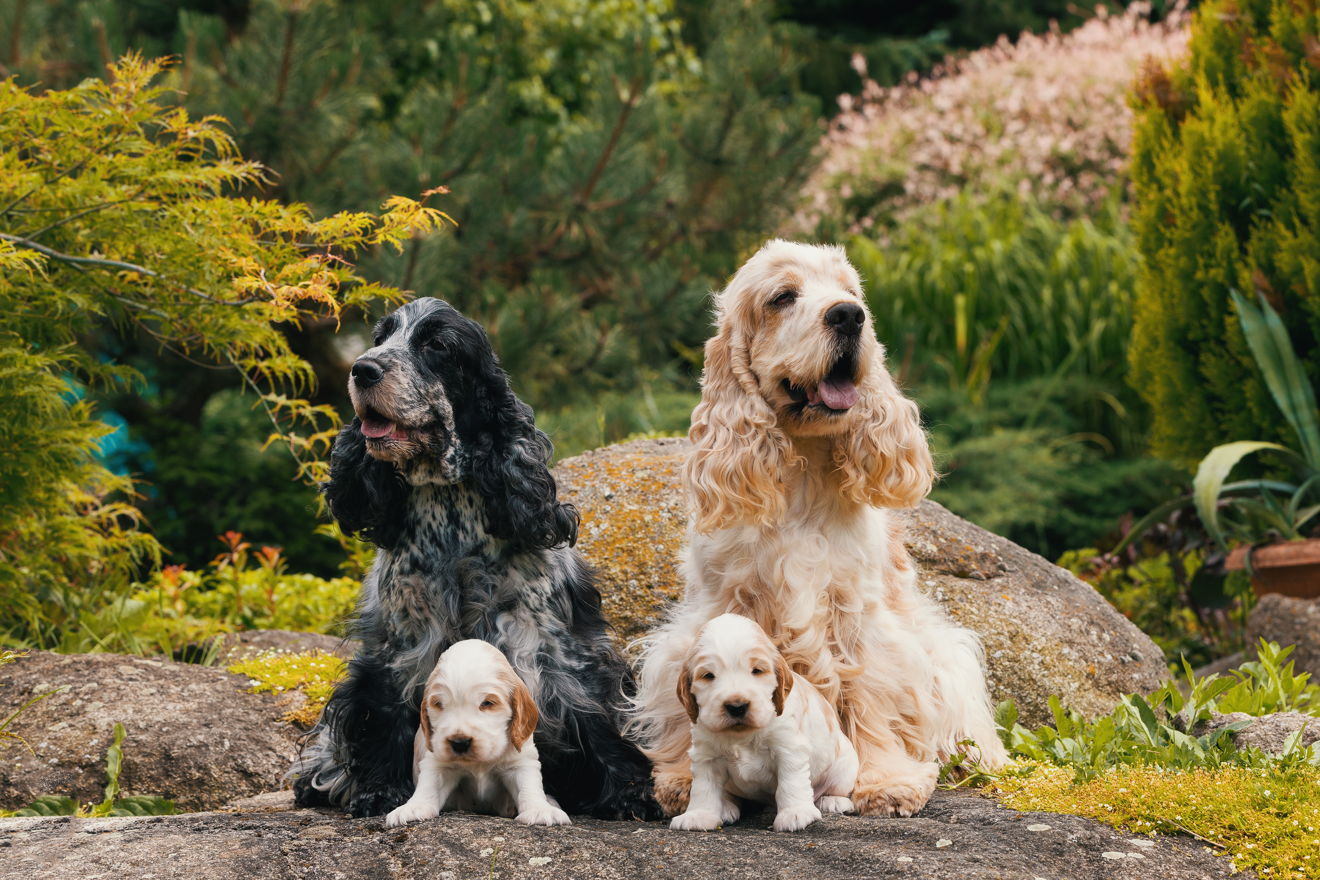 Savoir prendre soin de son chien